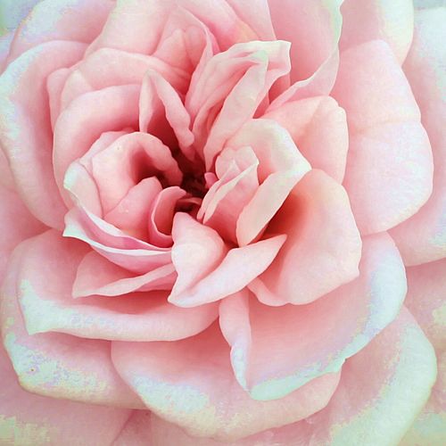 Viveros y Jardinería online - Rosa - Rosales miniatura  - rosa de fragancia discreta - Rosal Blush Parade® - Olesen, Pernille & Mogens N. - Queda muy bien plantada al borde de un camino o en contenedores en la terraza. Florece abundantemente en grupos. Es
